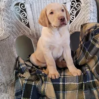 Max, a male Labrador Retriever for sale in North Rose, NY – Photo 7 of 7