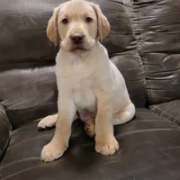 Max, a male Labrador Retriever for sale in North Rose, NY – Photo 6 of 7