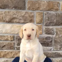 Max, a male Labrador Retriever for sale in North Rose, NY – Photo 4 of 7