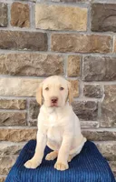 Ranger, a male Labrador Retriever for sale in North Rose, NY – Photo 4 of 4