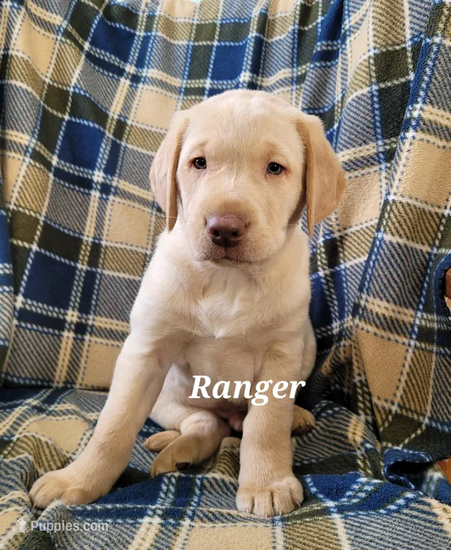 Ranger