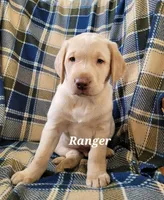 Ranger, a male Labrador Retriever for sale in North Rose, NY – Photo 1 of 4