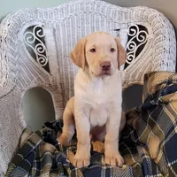 Max, a male Labrador Retriever for sale in North Rose, NY – Photo 1 of 7