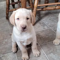Max, a male Labrador Retriever for sale in North Rose, NY – Photo 2 of 7