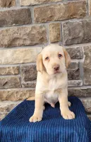 Moose, a male Labrador Retriever for sale in North Rose, NY – Photo 3 of 3