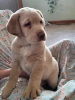 Moose, a male Labrador Retriever for sale in North Rose, NY – Photo 2 of 3