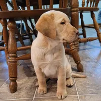 Lucy, a female Labrador Retriever for sale in North Rose, NY – Photo 7 of 8