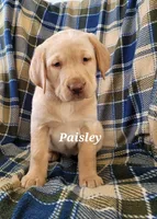 Paisley , a female Labrador Retriever for sale in North Rose, NY – Photo 1 of 3