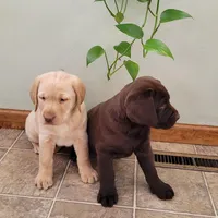 Lucy, a female Labrador Retriever for sale in North Rose, NY – Photo 5 of 8