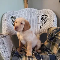 Lucy, a female Labrador Retriever for sale in North Rose, NY – Photo 8 of 8