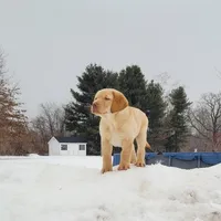 Lucy, a female Labrador Retriever for sale in North Rose, NY – Photo 2 of 8