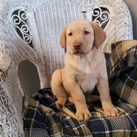 Lucy, a female Labrador Retriever for sale in North Rose, NY – Photo 1 of 8