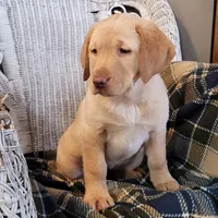 Lucy, a female Labrador Retriever for sale in North Rose, NY – Photo 3 of 8