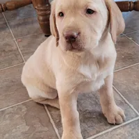 Lucy, a female Labrador Retriever for sale in North Rose, NY – Photo 4 of 8