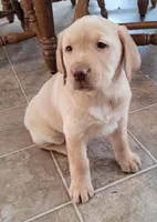 Paisley , a female Labrador Retriever for sale in North Rose, NY – Photo 2 of 3