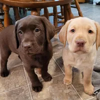 Lucy, a female Labrador Retriever for sale in North Rose, NY – Photo 6 of 8
