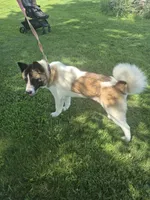 Puppy , a female Akita for sale in Columbus Junction, IA – 3 of 3