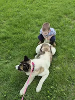 Puppy , a female Akita for sale in Columbus Junction, IA – 2 of 3