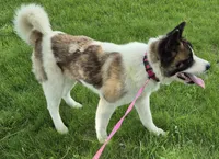 Puppy , a female Akita for sale in Columbus Junction, IA – 3 of 3