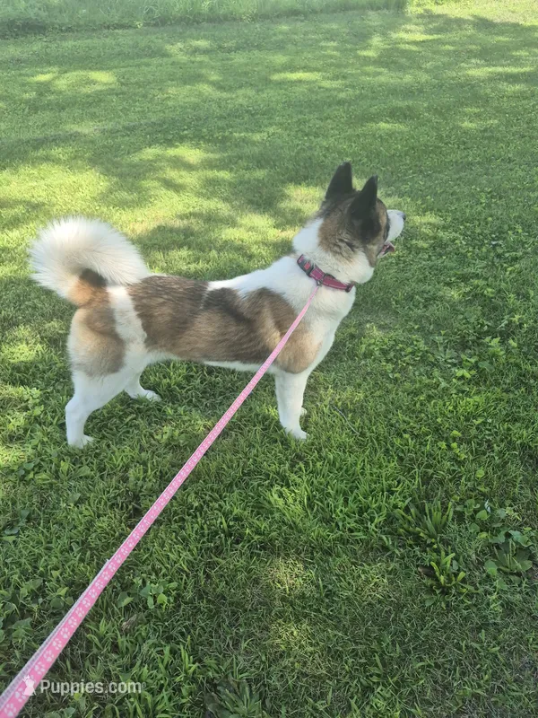Puppy  – Akita puppy for sale in Columbus Junction, IA