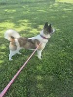 Puppy , a female Akita for sale in Columbus Junction, IA – 1 of 3