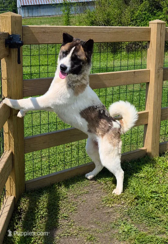 Puppy  – Akita puppy for sale in Columbus Junction, IA