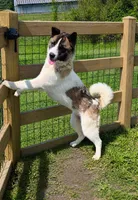 Puppy , a female Akita for sale in Columbus Junction, IA – 1 of 3