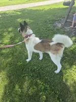 Puppy , a female Akita for sale in Columbus Junction, IA – 2 of 3