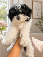 Scout, a female Bichon Frise and Shih Tzu for sale in Vero Beach, FL – 2 of 3