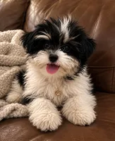 Scout, a female Bichon Frise and Shih Tzu for sale in Vero Beach, FL – 3 of 3