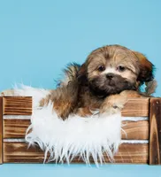 Dasha, a female Shih Tzu for sale in Vero Beach, FL – 1 of 1