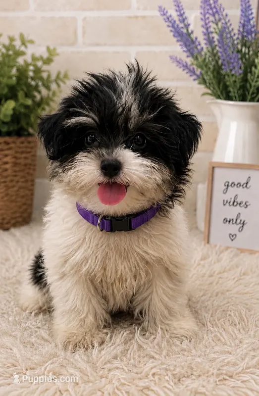 Scout – Bichon Frise, Shih Tzu puppy for sale in Vero Beach, FL