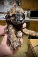 Carmel, a female Poodle - Toy  for sale in Sand Springs, OK – 4 of 5