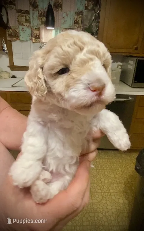 Popcorn – Poodle - Toy  puppy on hold in Sand Springs, OK