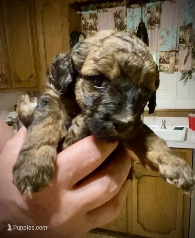 Carmel, a female Poodle - Toy  for sale in Sand Springs, OK – 1 of 5
