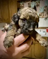 Carmel, a female Poodle - Toy  for sale in Sand Springs, OK – 1 of 5