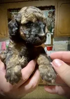 Carmel, a female Poodle - Toy  for sale in Sand Springs, OK – 2 of 5