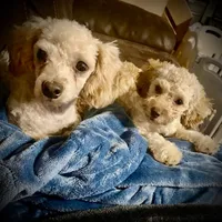 Cola, a female Poodle - Toy  for sale in Sand Springs, OK – 6 of 6