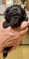 Cola, a female Poodle - Toy  for sale in Sand Springs, OK – 5 of 6