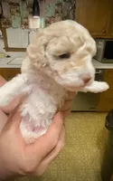 Popcorn, a female Poodle - Toy  for sale in Sand Springs, OK – 2 of 6