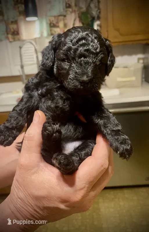 Cola – Poodle - Toy  puppy for sale in Sand Springs, OK