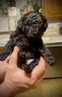 Cola, a female Poodle - Toy  for sale in Sand Springs, OK – 1 of 6