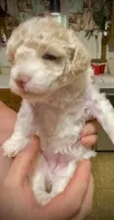 Popcorn, a female Poodle - Toy  for sale in Sand Springs, OK – 3 of 6