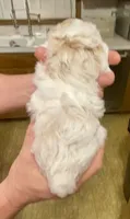 Popcorn, a female Poodle - Toy  for sale in Sand Springs, OK – 5 of 6