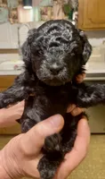 Cola, a female Poodle - Toy  for sale in Sand Springs, OK – 4 of 6