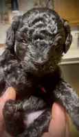 Cola, a female Poodle - Toy  for sale in Sand Springs, OK – 2 of 6
