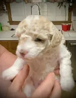 Popcorn, a female Poodle - Toy  for sale in Sand Springs, OK – 4 of 6