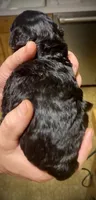 Cola, a female Poodle - Toy  for sale in Sand Springs, OK – 3 of 6