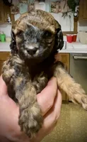 Carmel, a female Poodle - Toy  for sale in Sand Springs, OK – 3 of 5