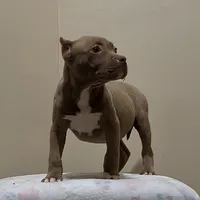 MBF 1, a female American Bully for sale in Collierville, TN – Photo 3 of 5